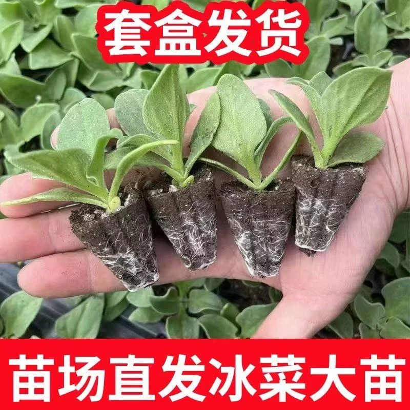 水晶冰菜苗幼苗正宗冰草菜种耐寒室内庭院凉拌菜当季种子种籽盆栽