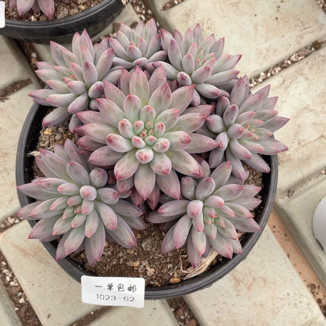 1023-62-如烟。。。。。。