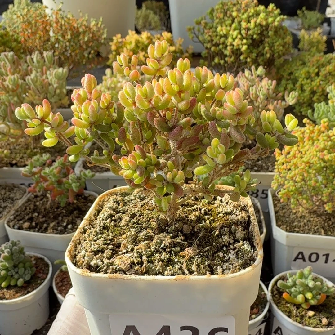 A436红宝石锦枝干