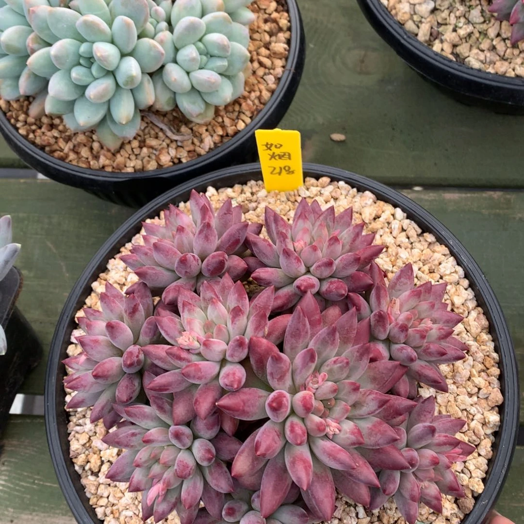 如烟 多头 一颗