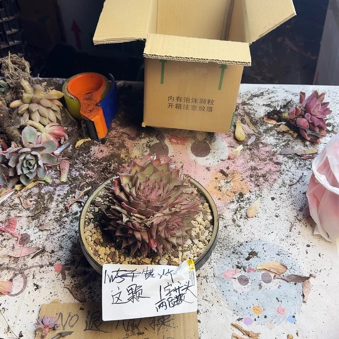 点赞福利一。
