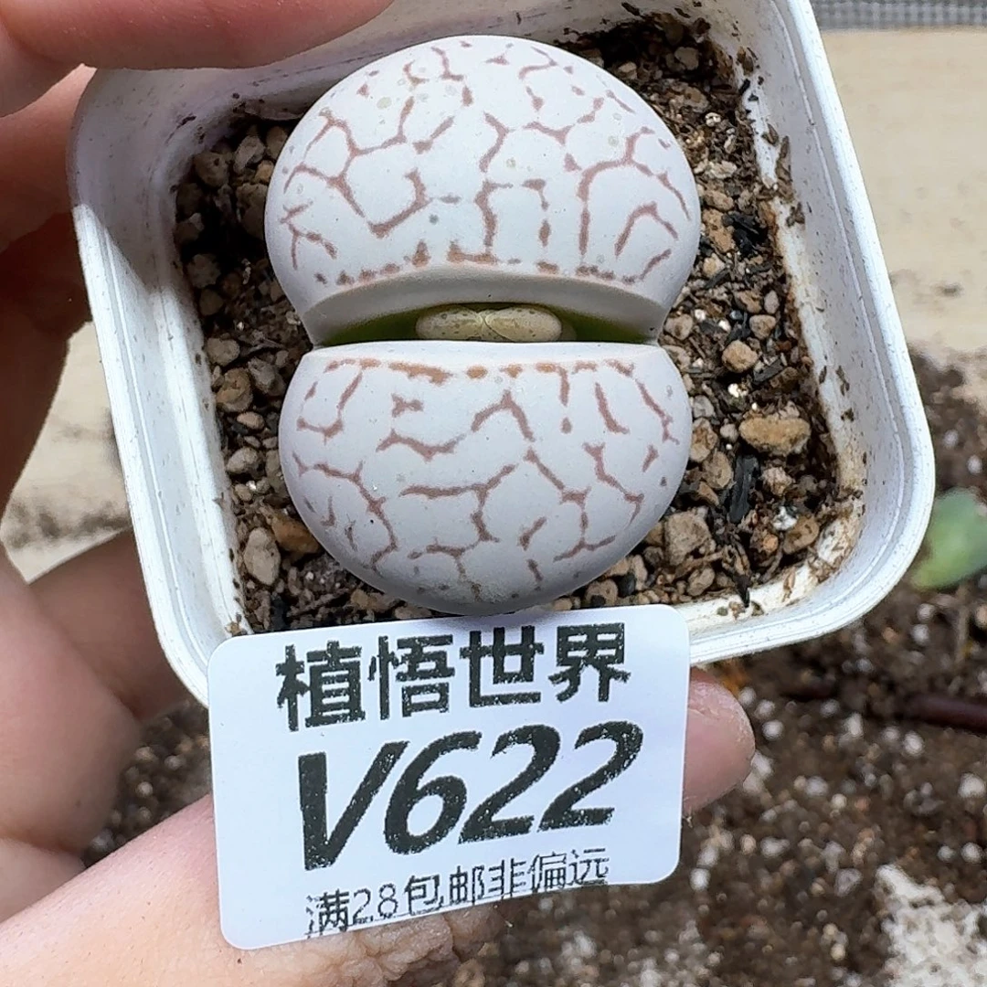 的润泽的润泽rgbn