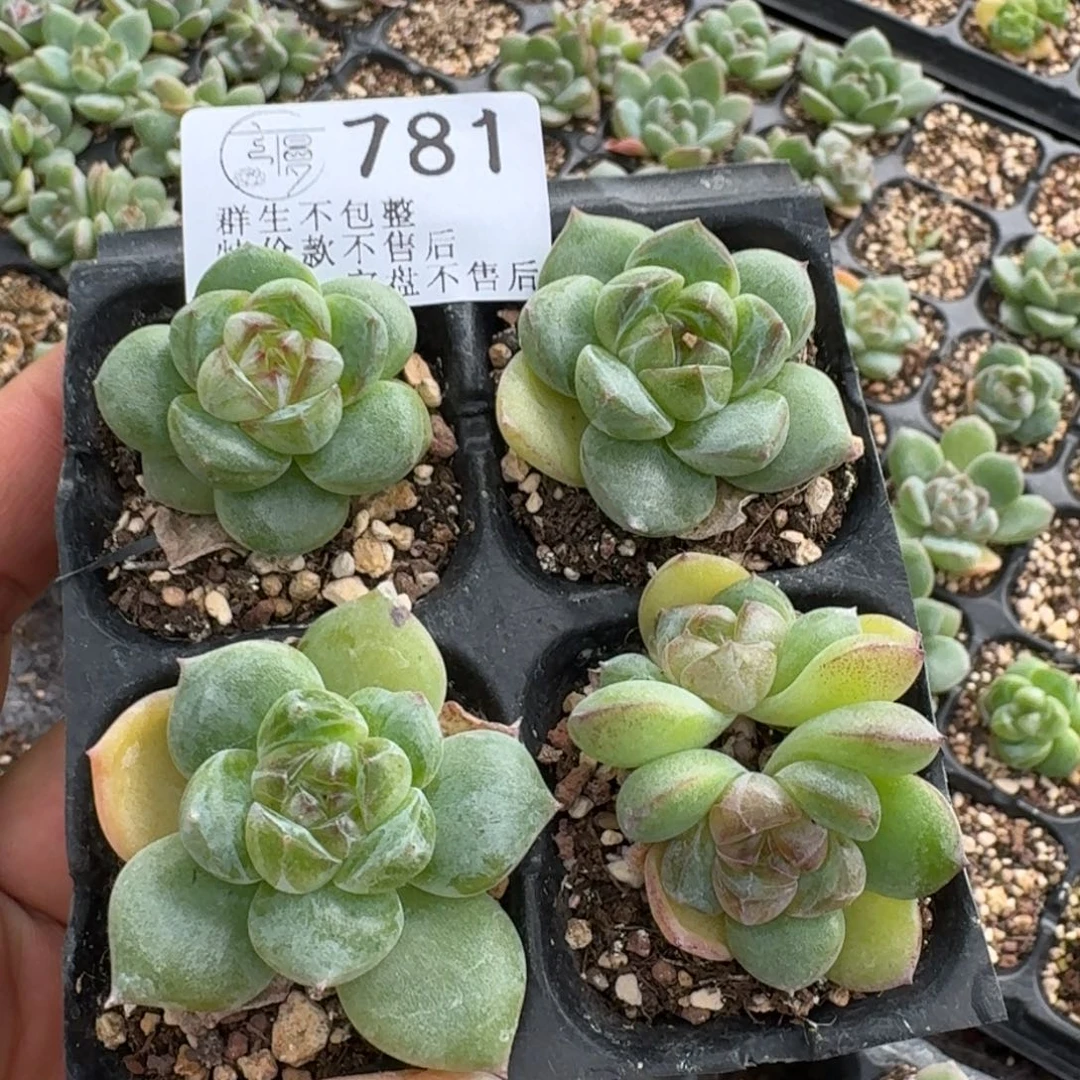 果****如图781珍妮E8穴盘苗一份不售后