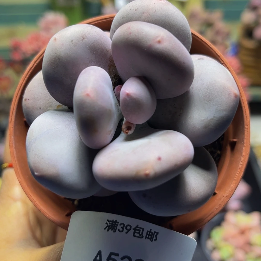 大叶奶529/7cm多肉