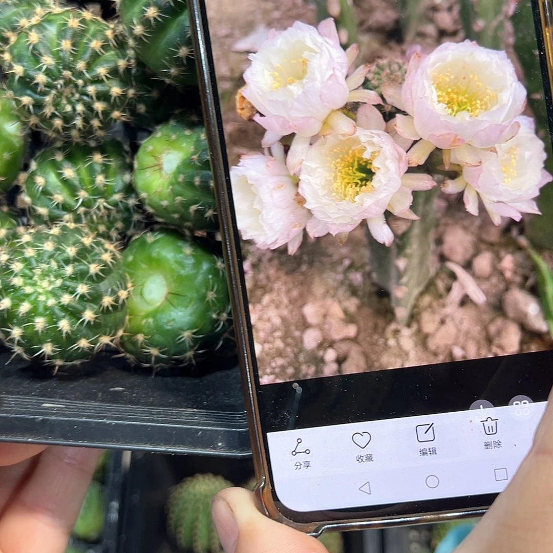 婚纱丽花属仙人球侧芽一颗