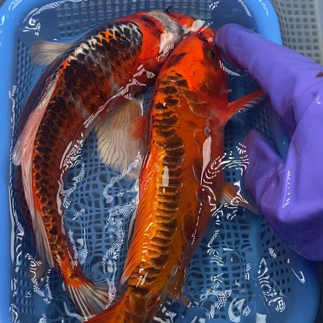 锦鲤冷水锦鲤包邮