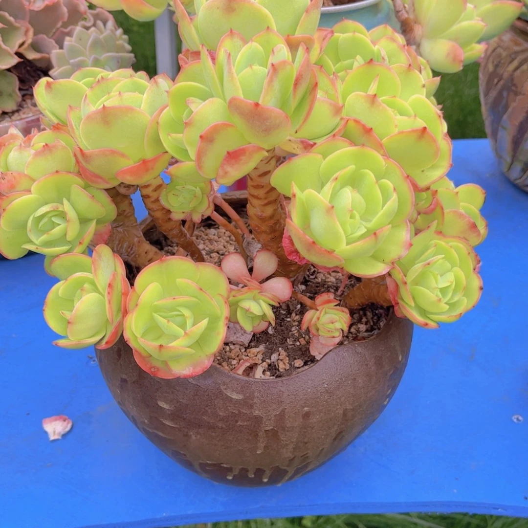 守***缘多肉植物组合盆栽植物