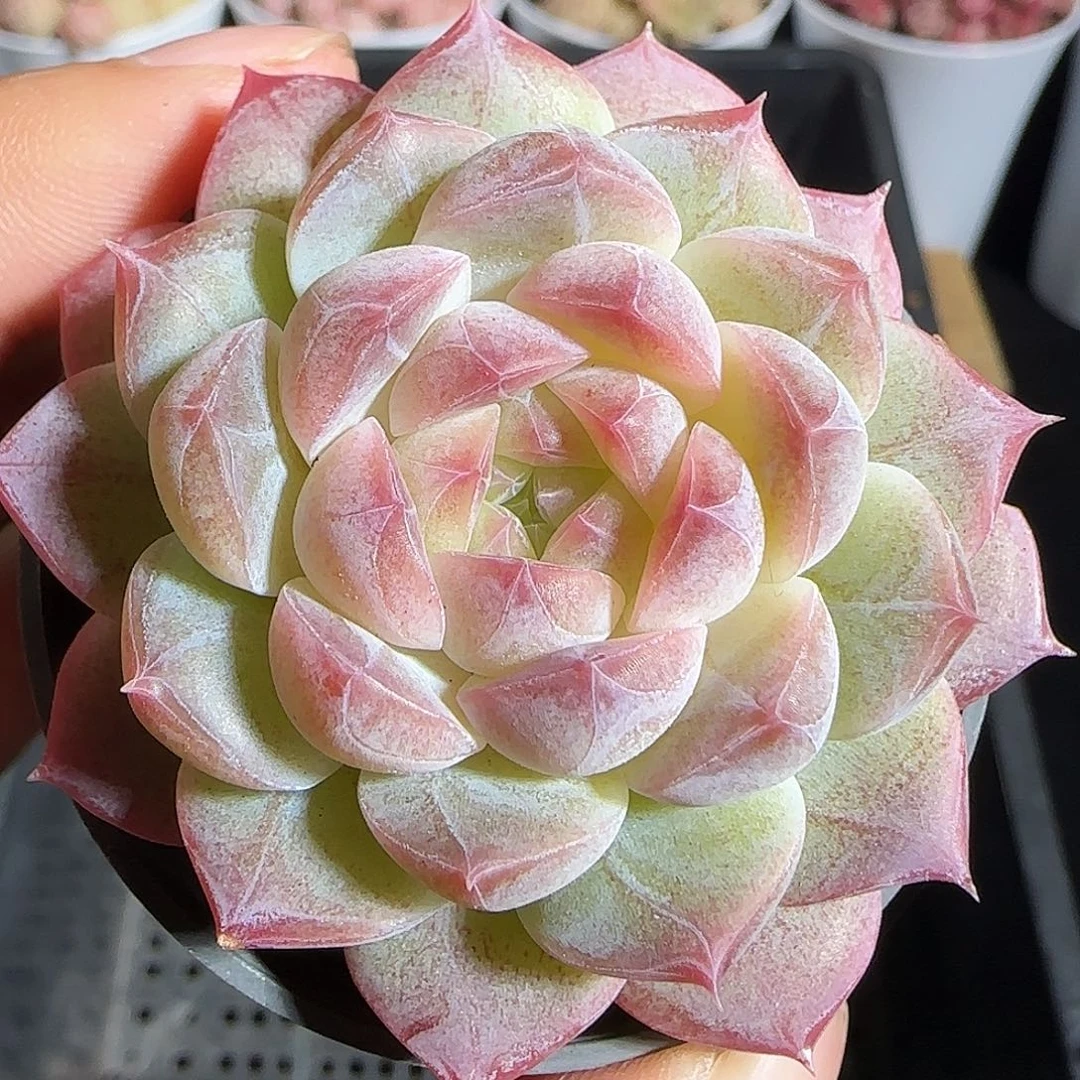 多肉1218-91福利福利