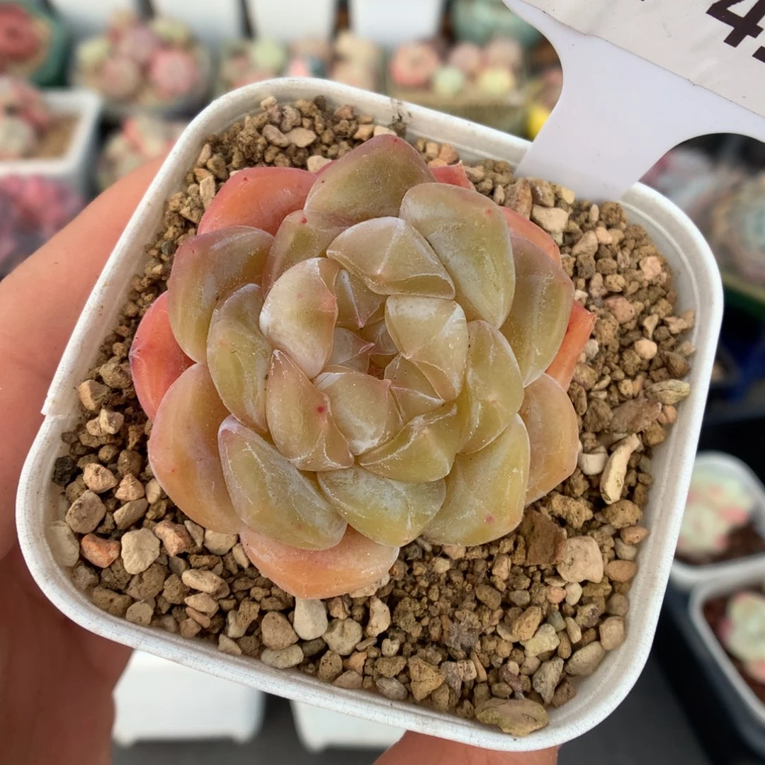 419黄体冰魄多肉植物