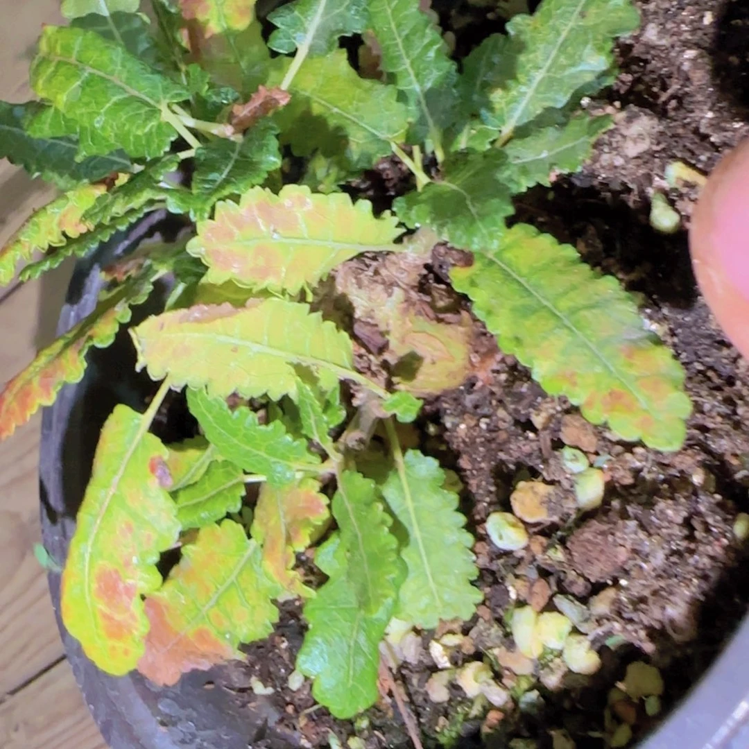 氼***块根植物块根植物