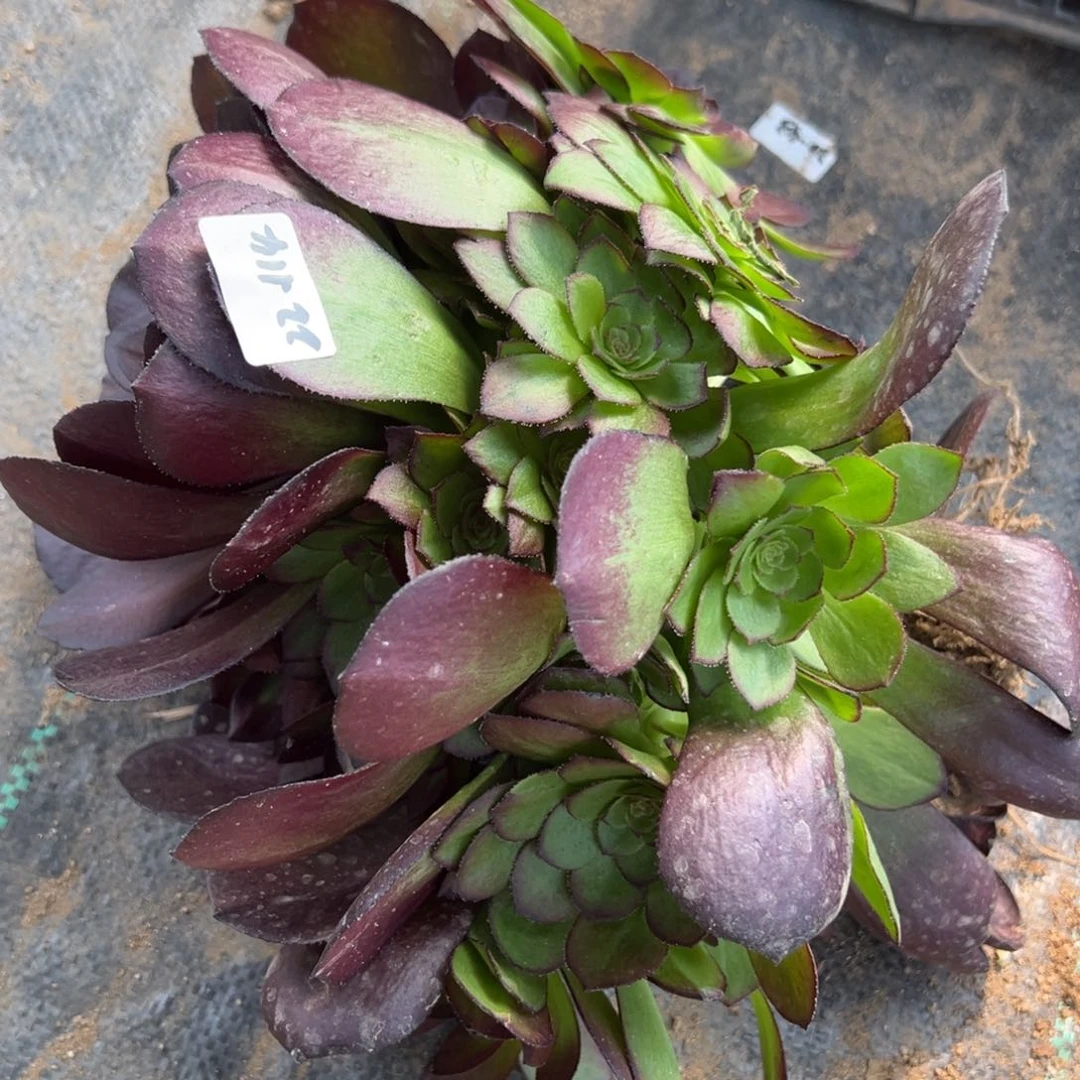 梅****园114黑美人多肉多肉