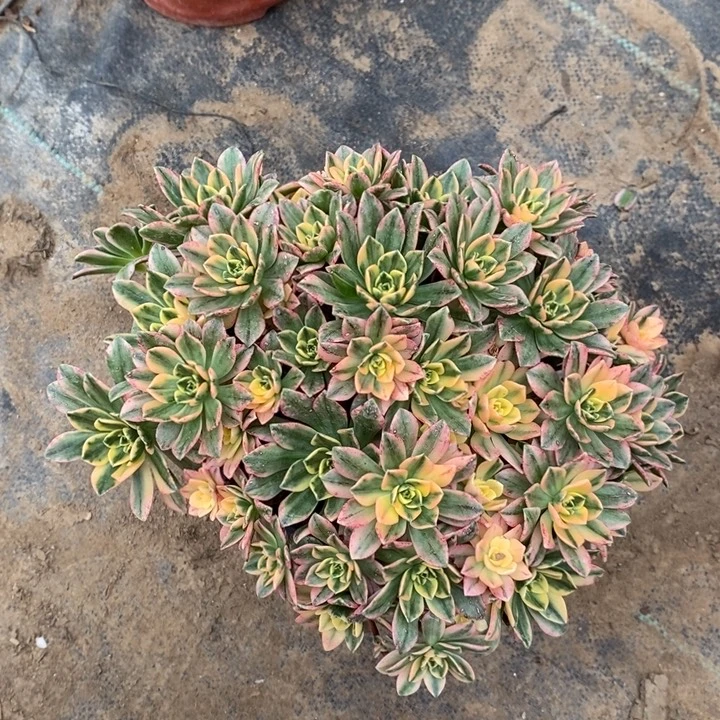 甜茶断枝5多肉植物法师法师法师开示