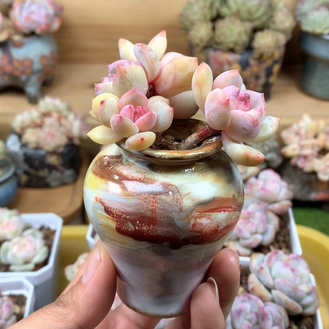 小*肉加盆一物一拍整群