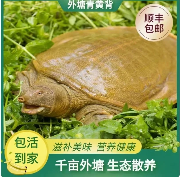 CZ(5只装)外塘散养甲鱼顺丰包邮包活到家【白白3】甲鱼