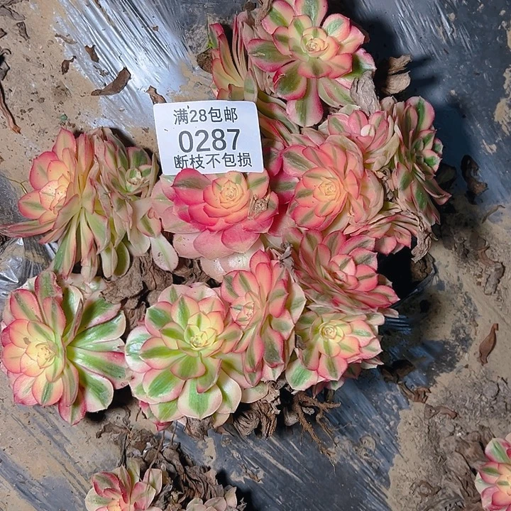 宁***海0287七颗丛林倾城