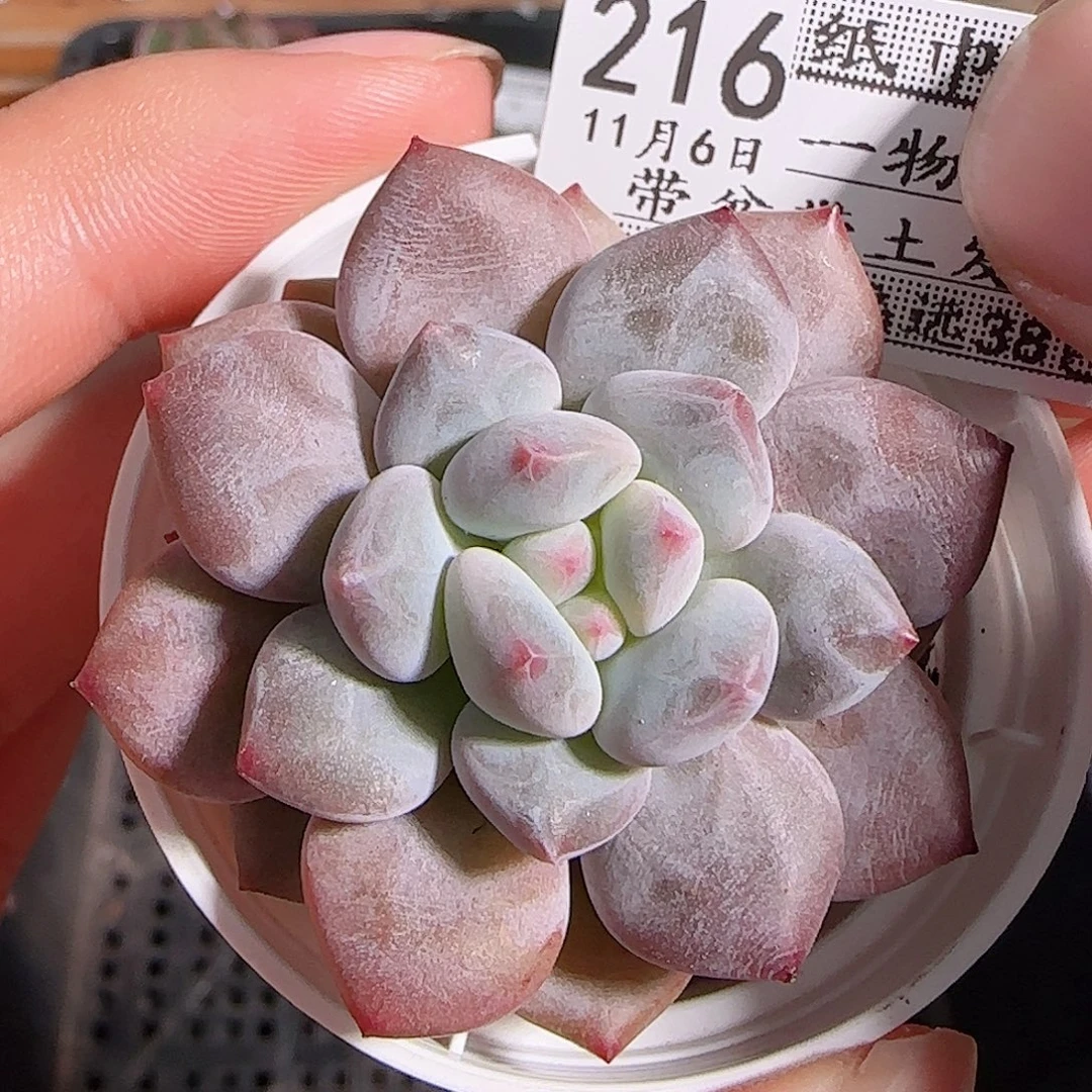 1106-----216福利