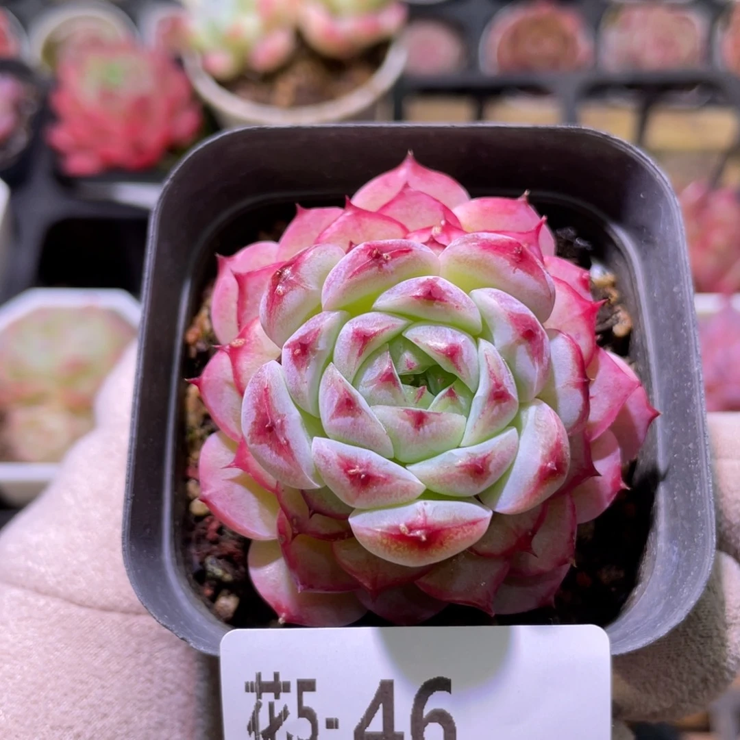 花利美5-46薄荷冰沙