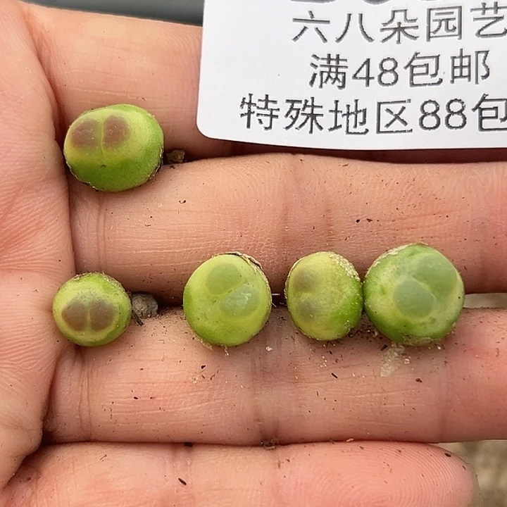 玲***玲093号拉登杂5颗111111111