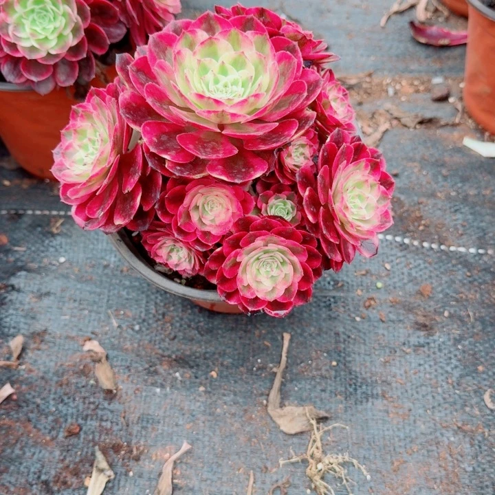 荔枝实生根多头捧花啊