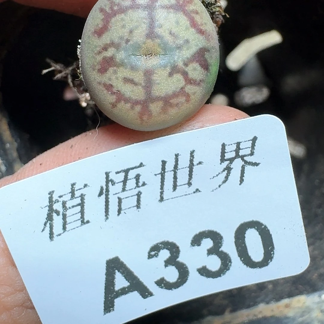 330号多肉植物哇d c