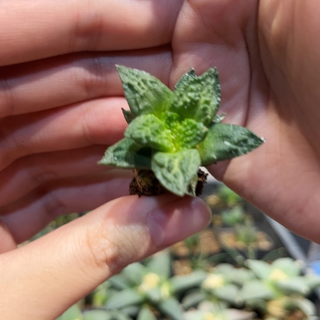 3.5cm实生哥斯拉牡丹萝卜根