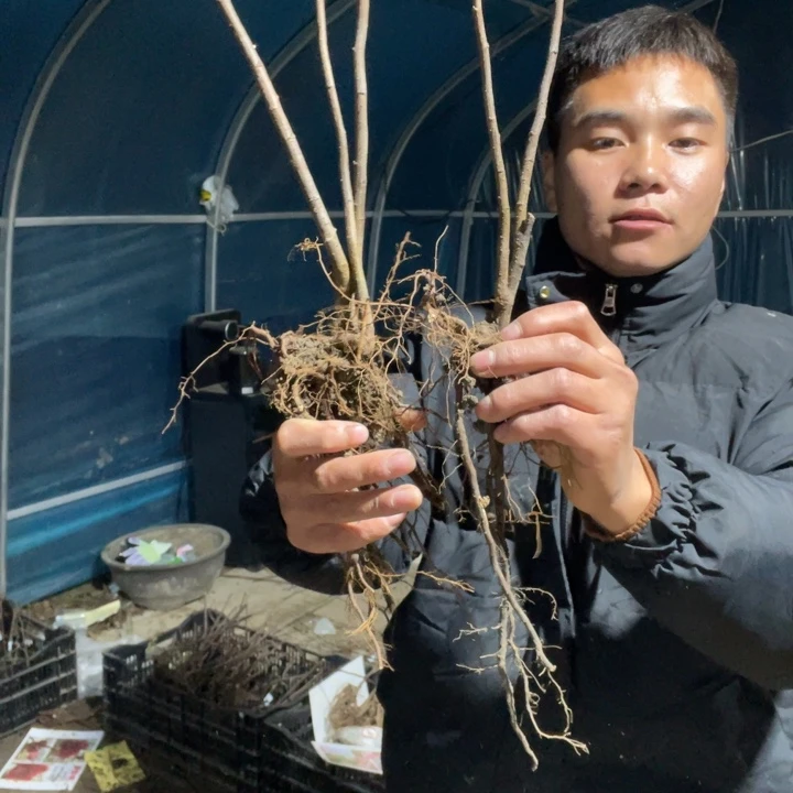 港之曙海棠花一颗苗