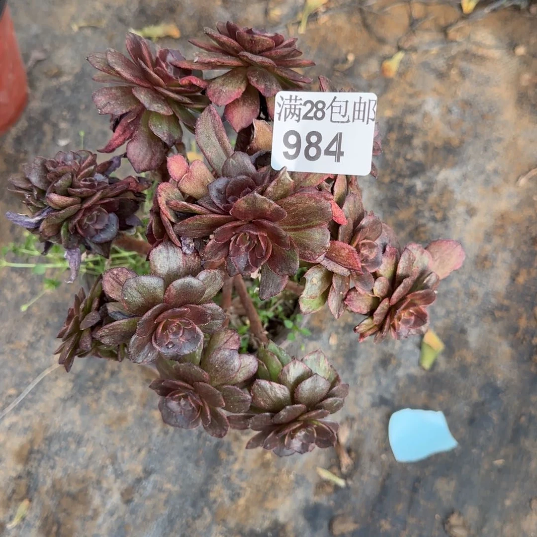 红丝绒多肉瑕疵984满28包邮断枝不包