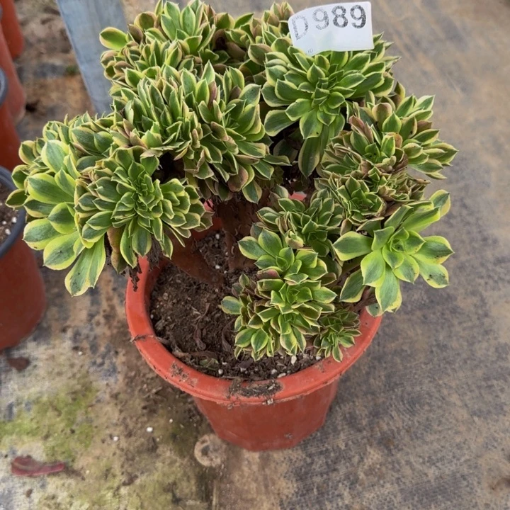 000000000989女郎缀