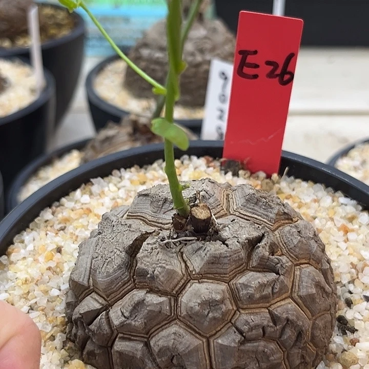 潮流植物龟甲龙帅气