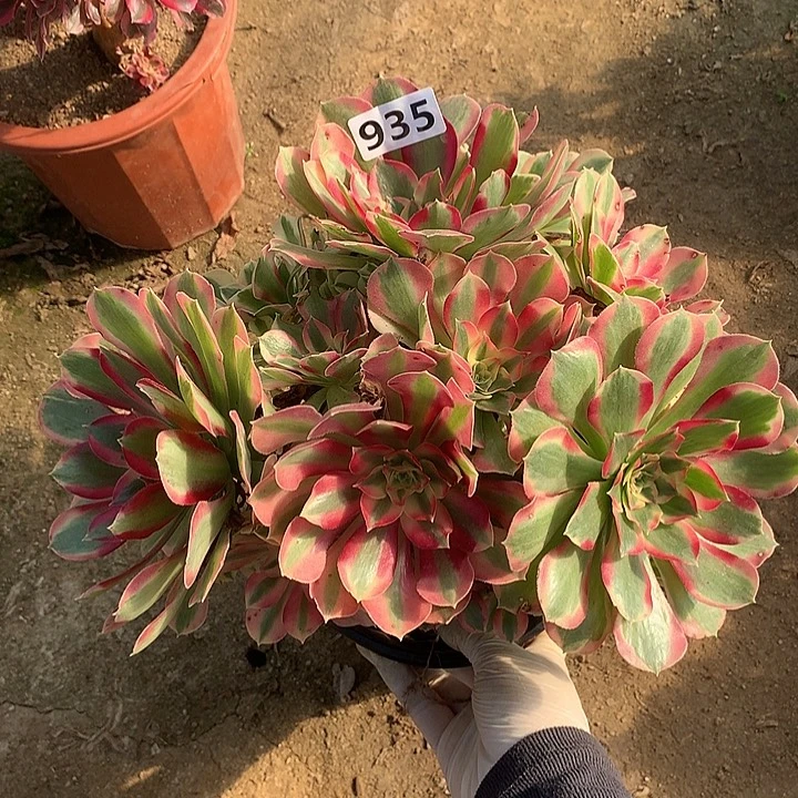 多肉植物叶罗刹935