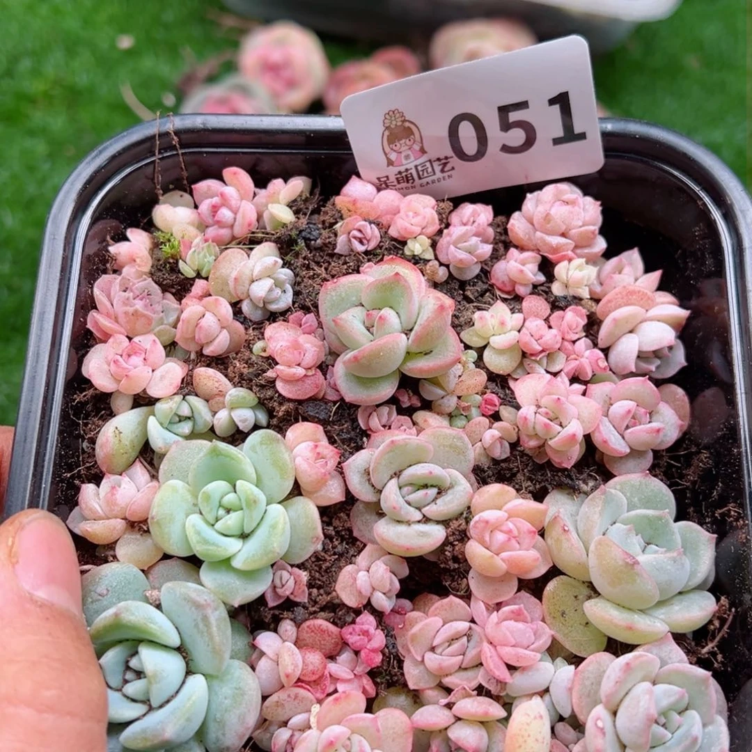 多肉植物多肉植物