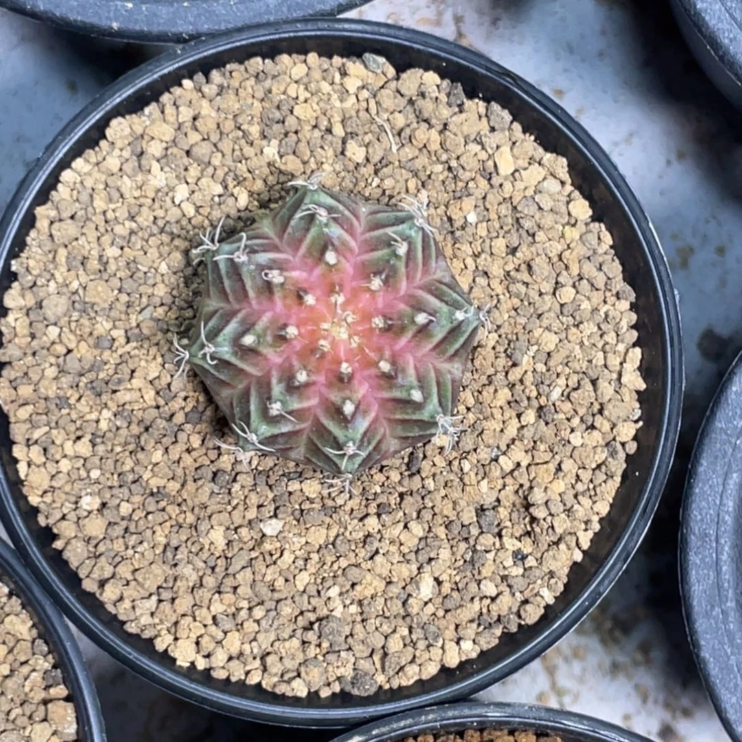 当前无花朵，栽培后可花朵皇氏轮回