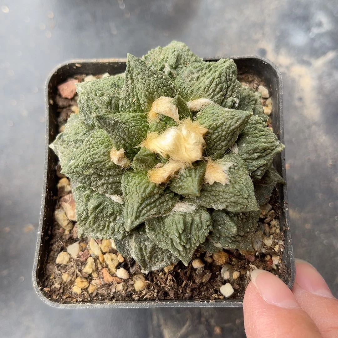 辛顿哥斯拉牡丹系列