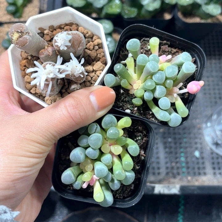 三颗组合多肉植物