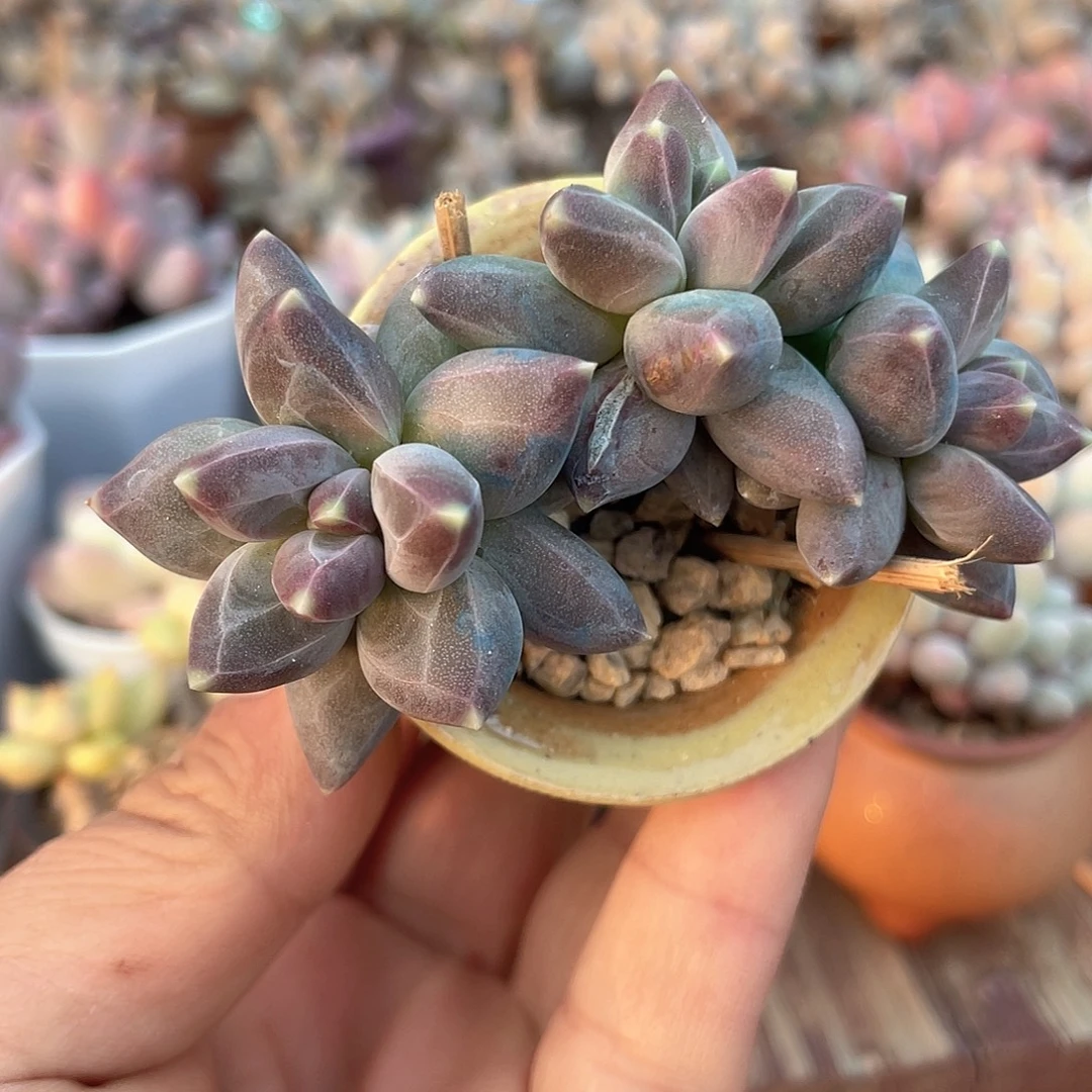 带盆发货 乌拉克拉 4口盆