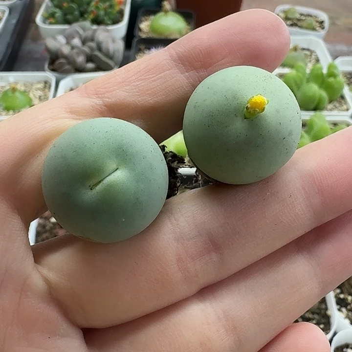 老马生石花2.3鸽子蛋3011