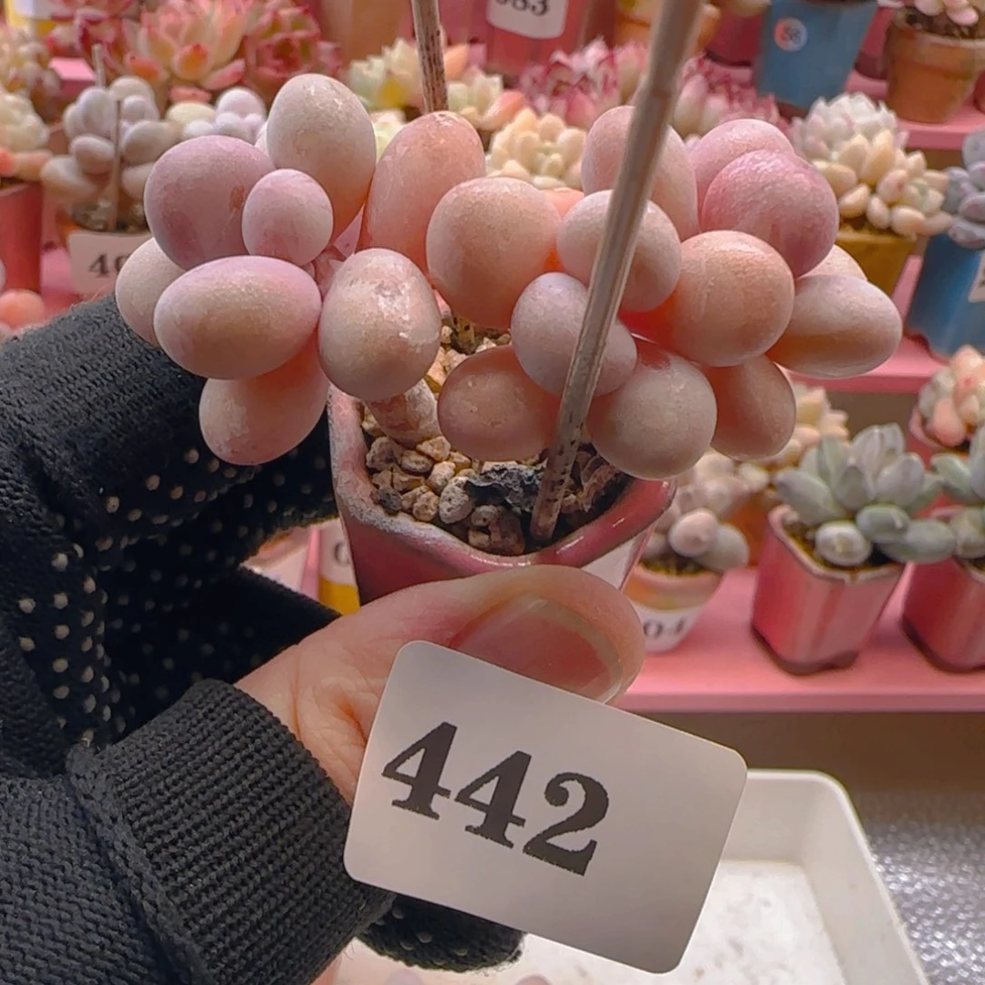 ?****～桃蛋442 ，带盆土发货，满38包邮非偏远。