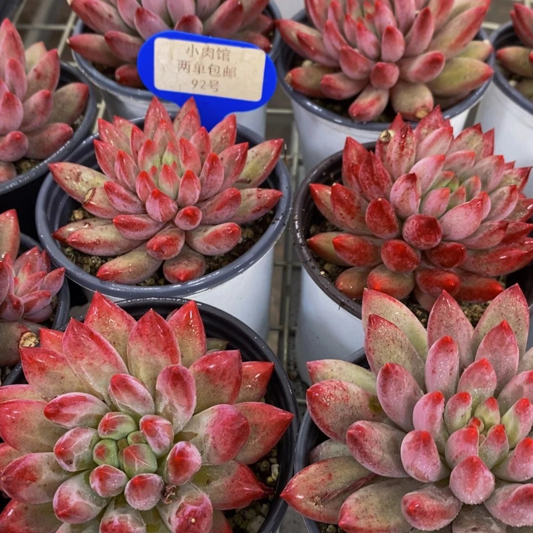 92-开播福利精品母本红体虞美人单头一个 有伤