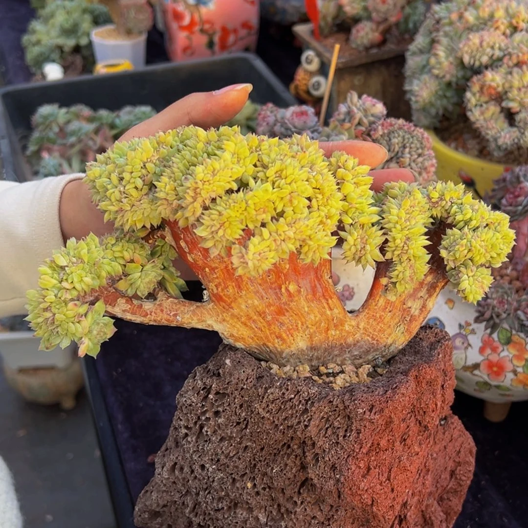 粉红蓝两条一起的是