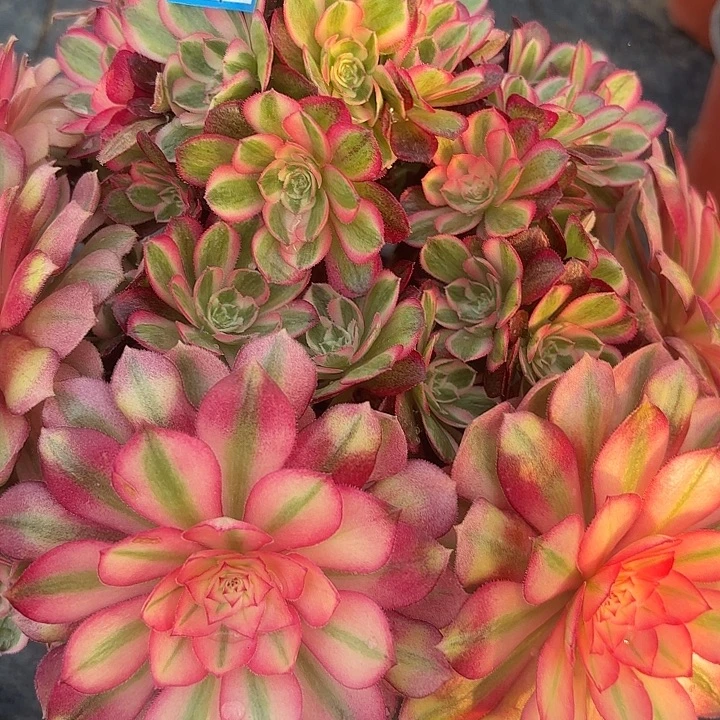 有砍绿体荔枝不包损140