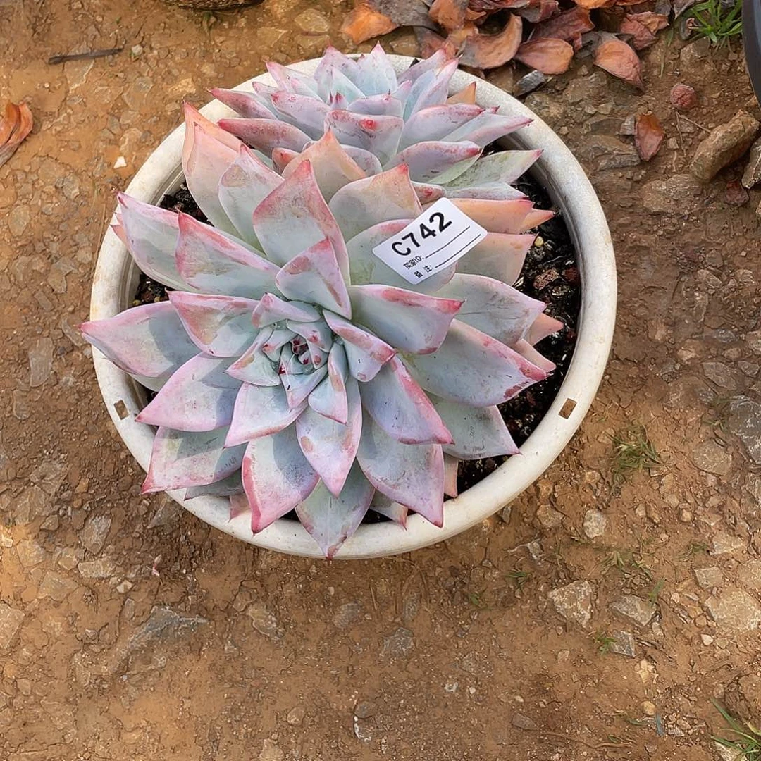 若如东云单拍C742