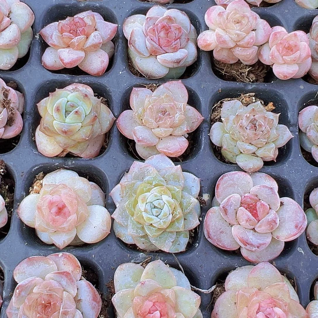 七彩糖心小苗5颗多肉