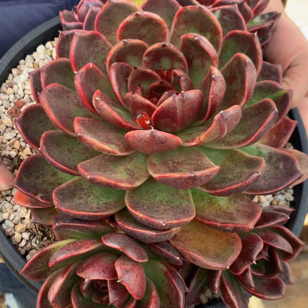 ?****?杂交11111111