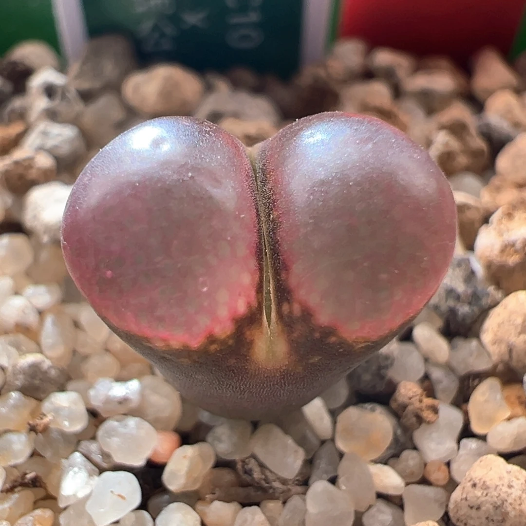 A196.  优选两年c10x贝瑞公主1.1尺寸。