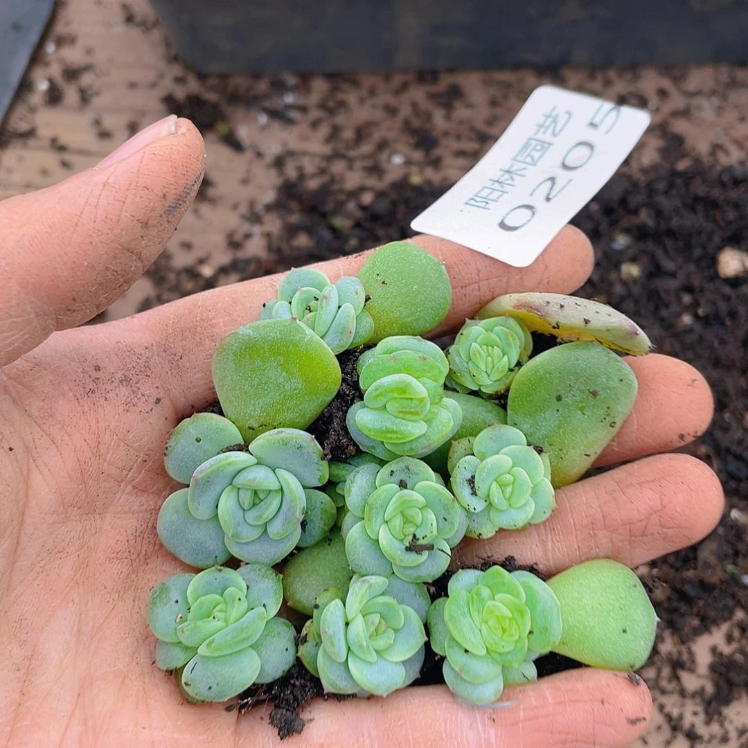 多肉植物多肉植物205