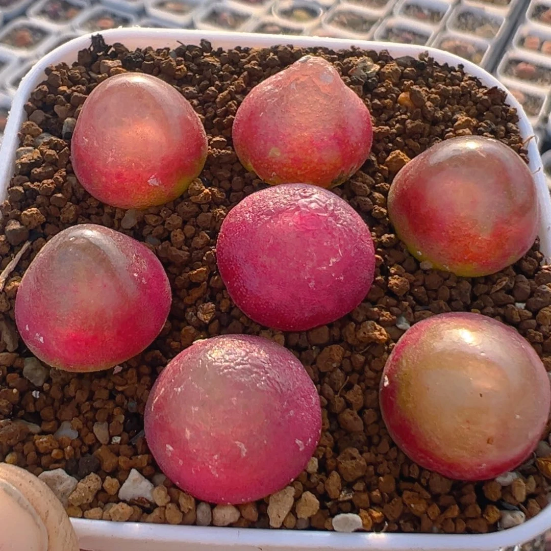 98多肉植物百科知识