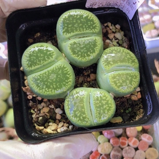 无花朵8205，两颗双头绿光阳特价