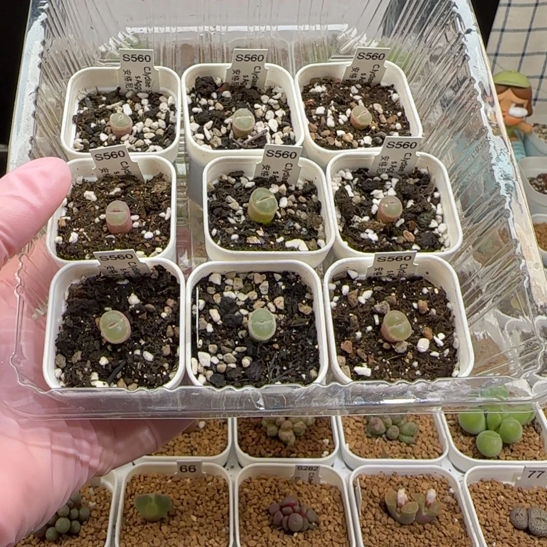 ***肉锥多肉植物组合-有疤651