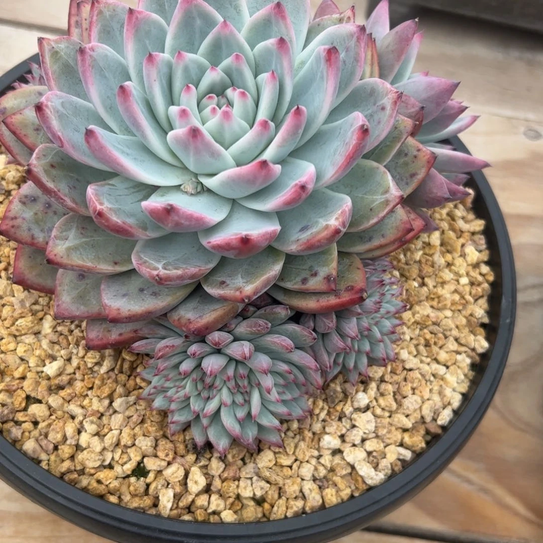 原始卡罗拉缀，一物一拍