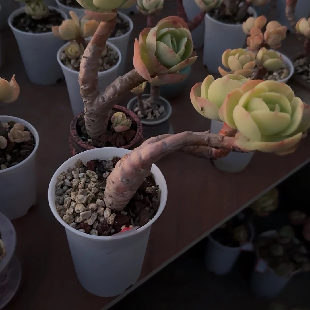 文***娟鸡蛋碧桃多肉植物两颗